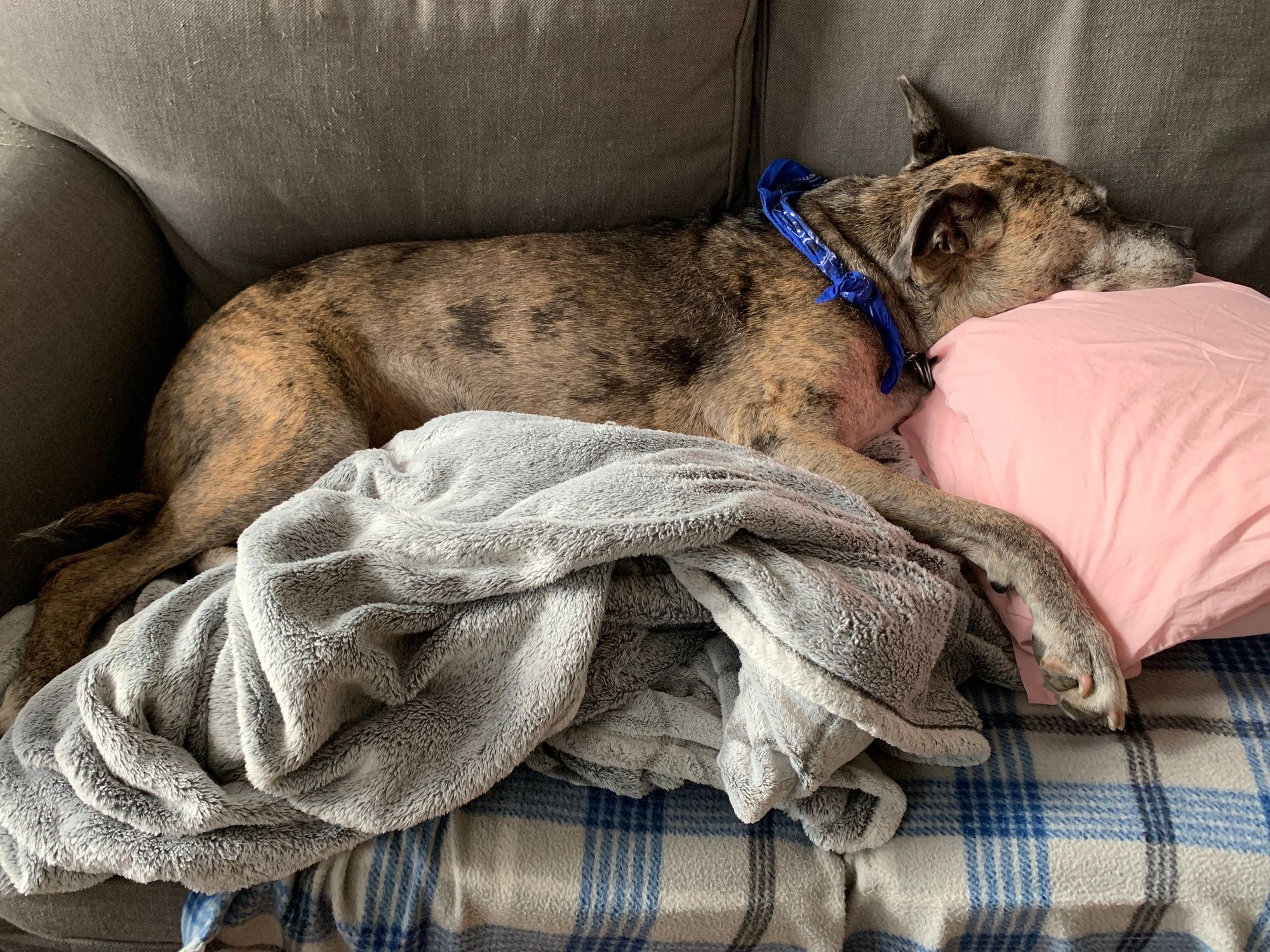 Best Dog Beds For Arthritis
