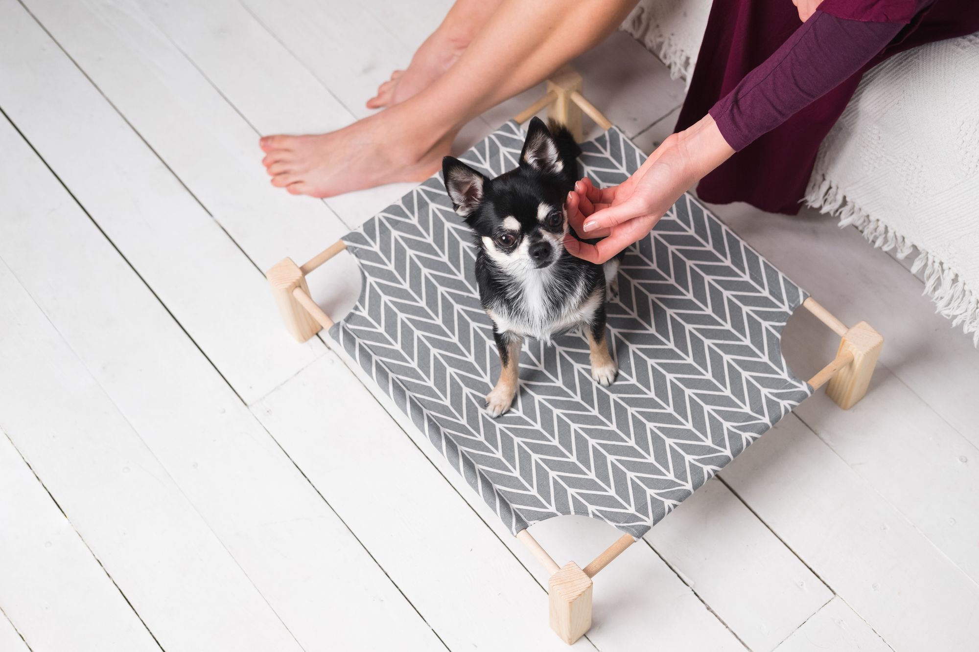 Best Elevated Dog Beds