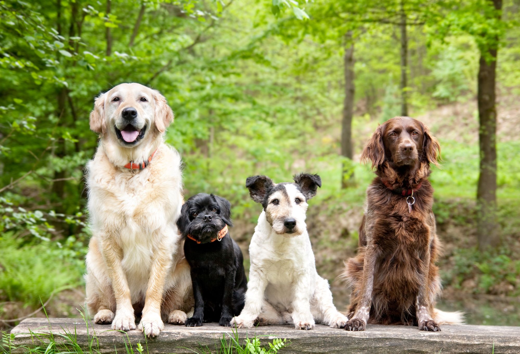 Best Probiotics For Dogs