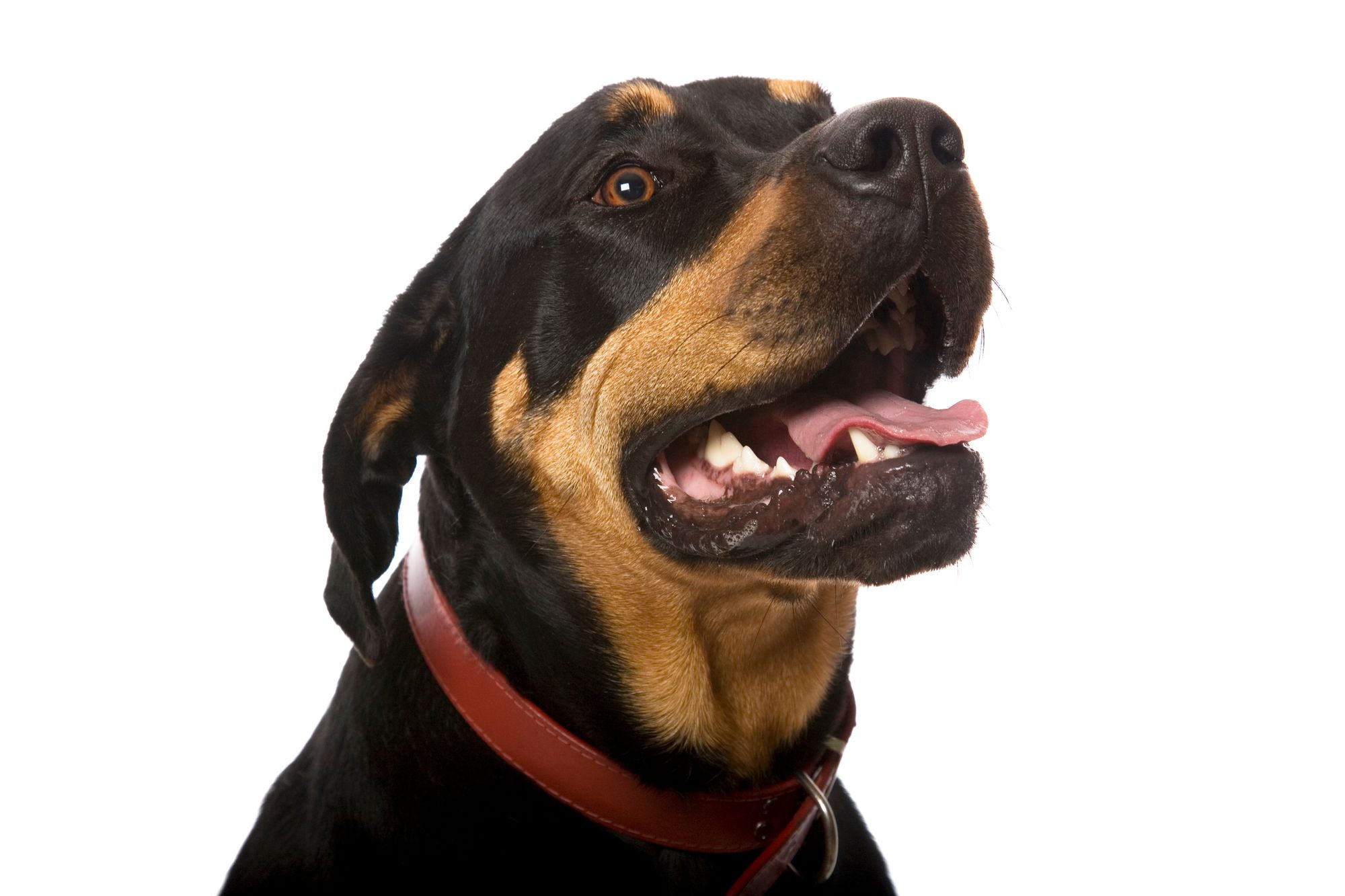 Best Collars For Large Dogs
