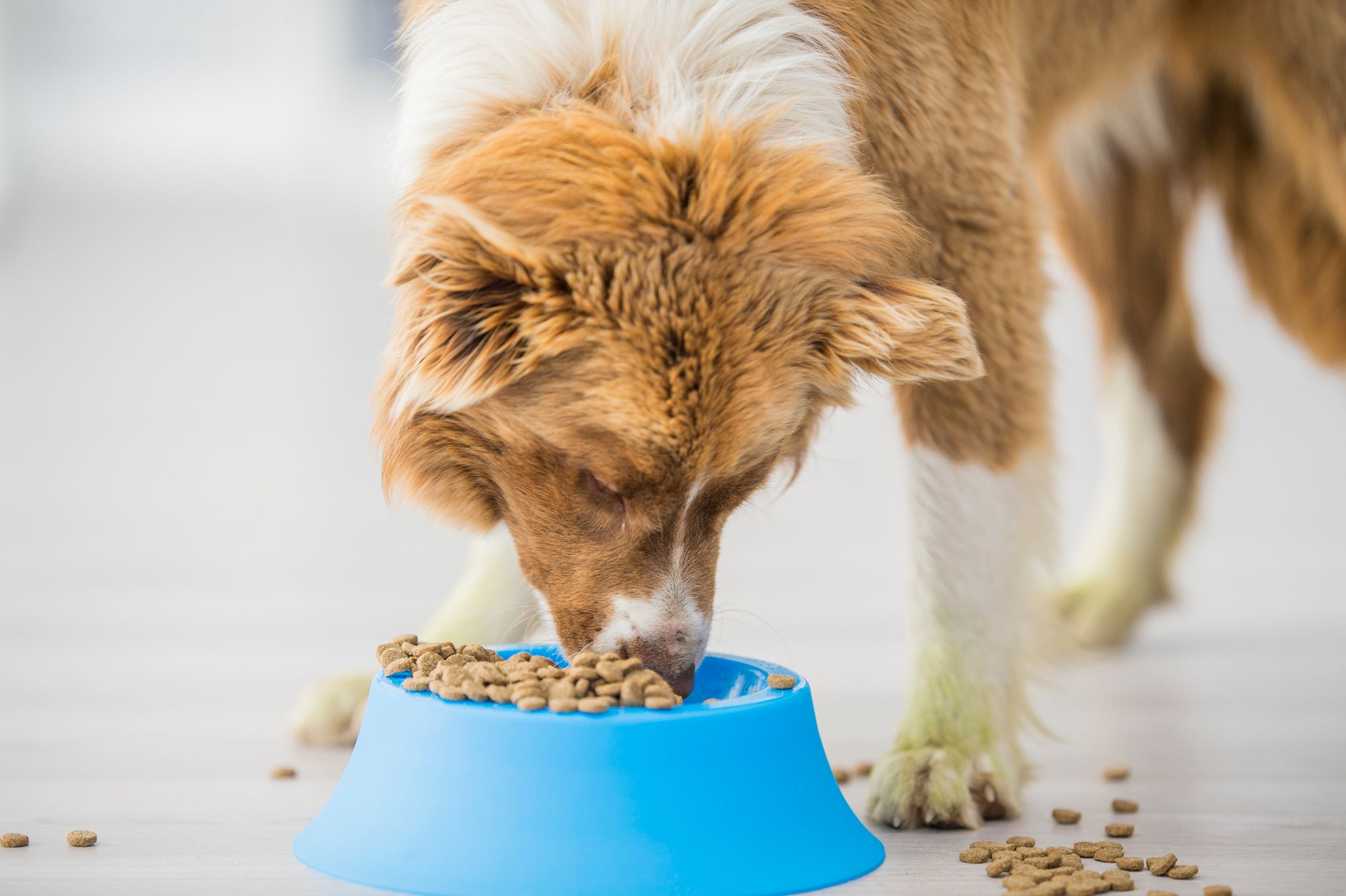 Best Slow Feeder Dog Bowls