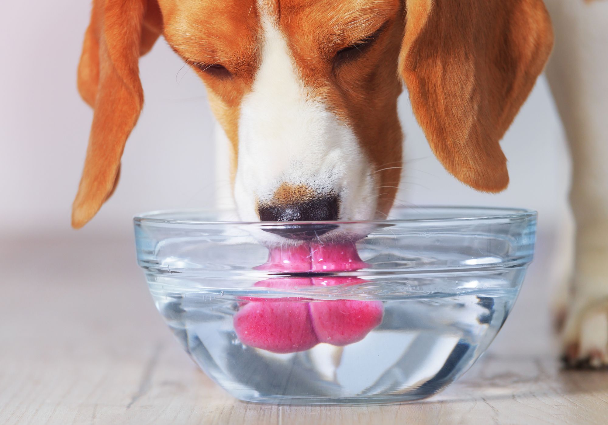 Best Dog Water Bowls