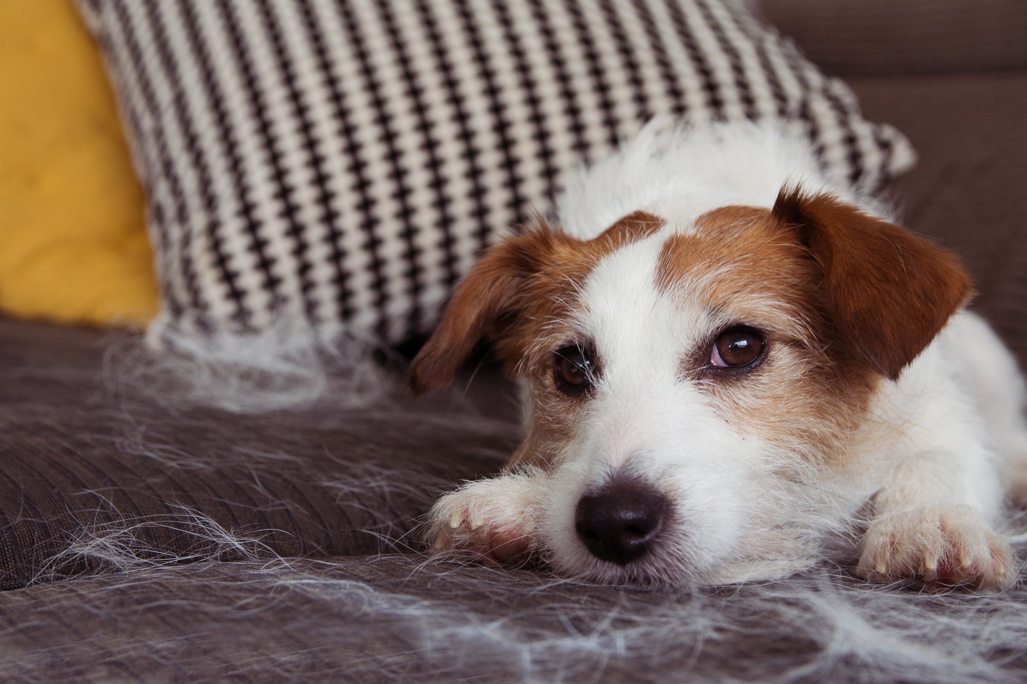 Best Dog Food For Shedding