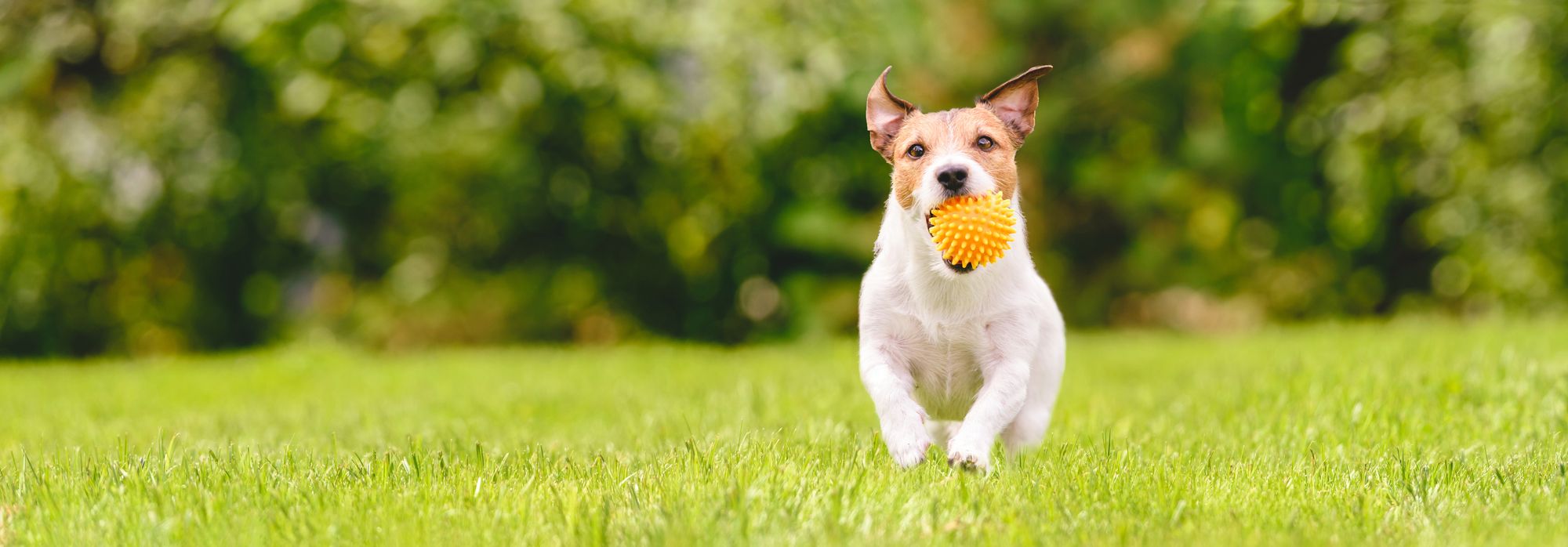 Best Wireless Dog Fence