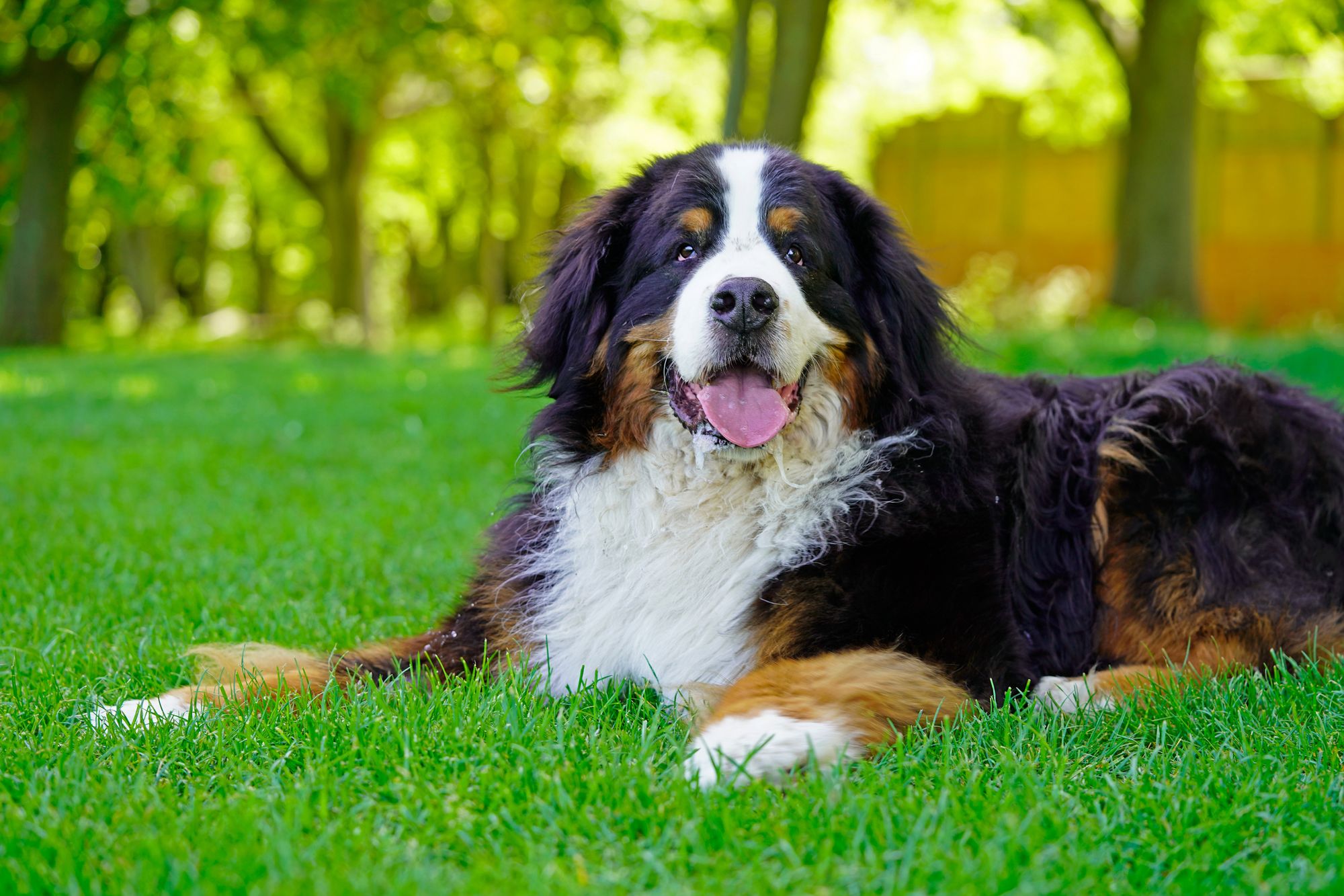 Best Dog Food For Large Dogs