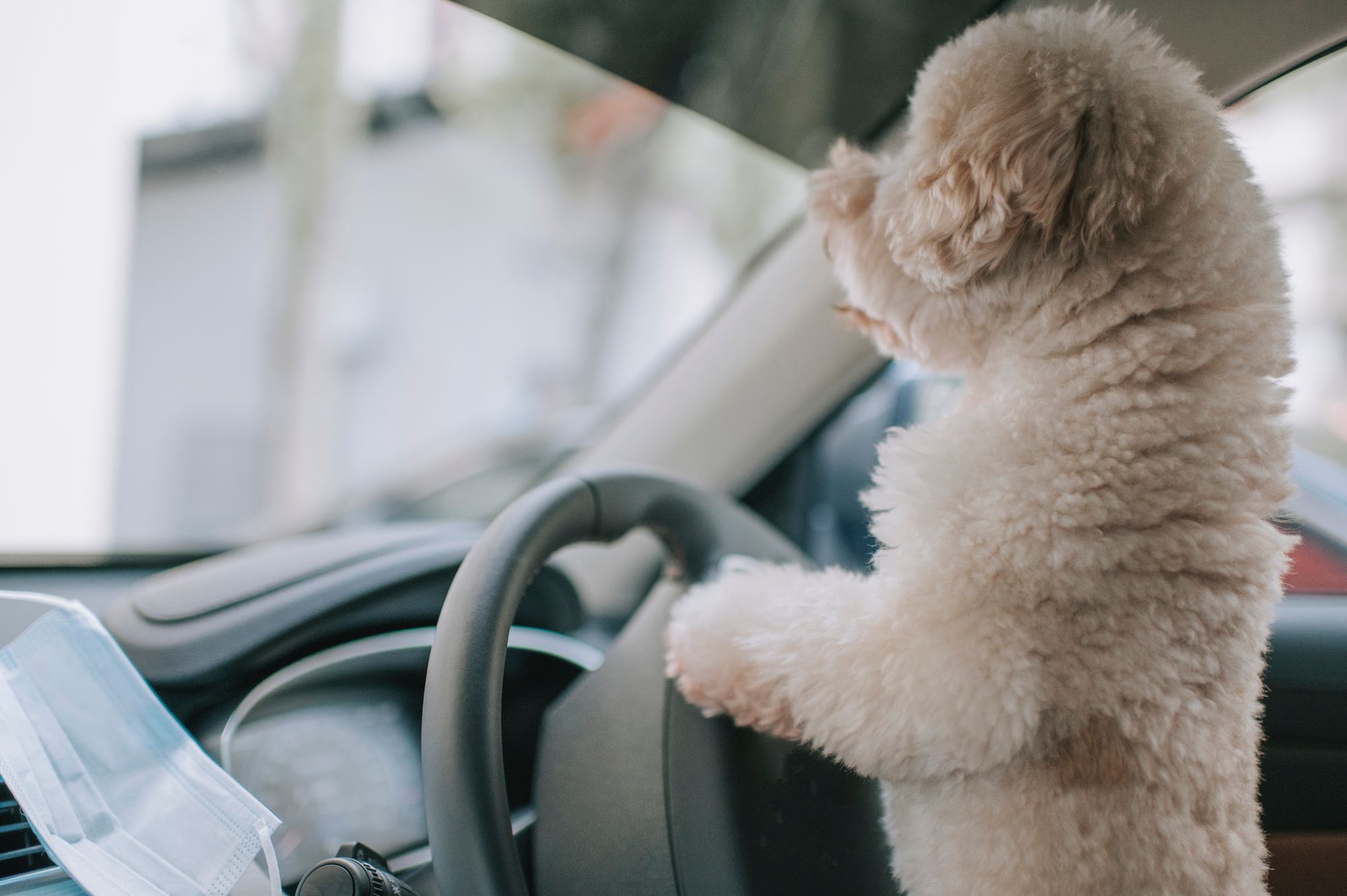 Best Dog Car Seats