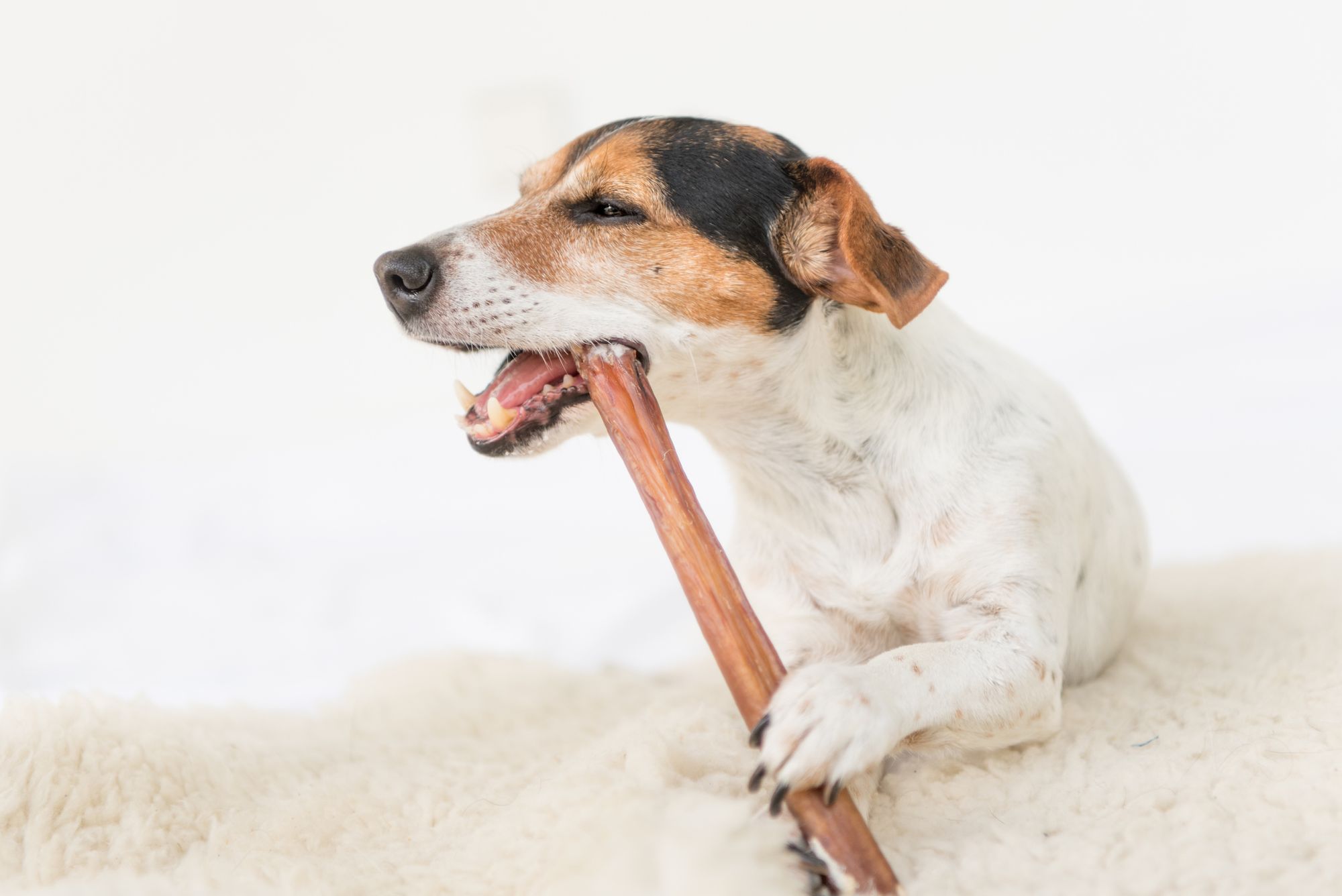 Best Bully Sticks For Dogs