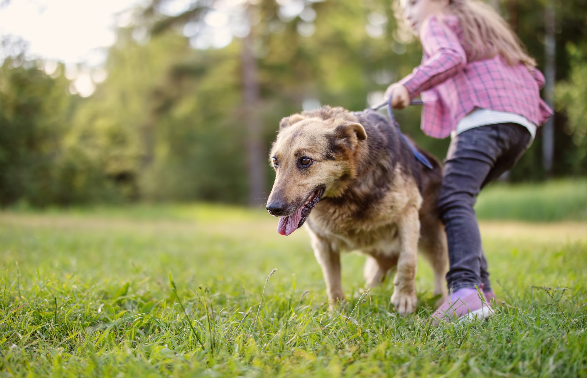 Best Dog Leashes For Pullers