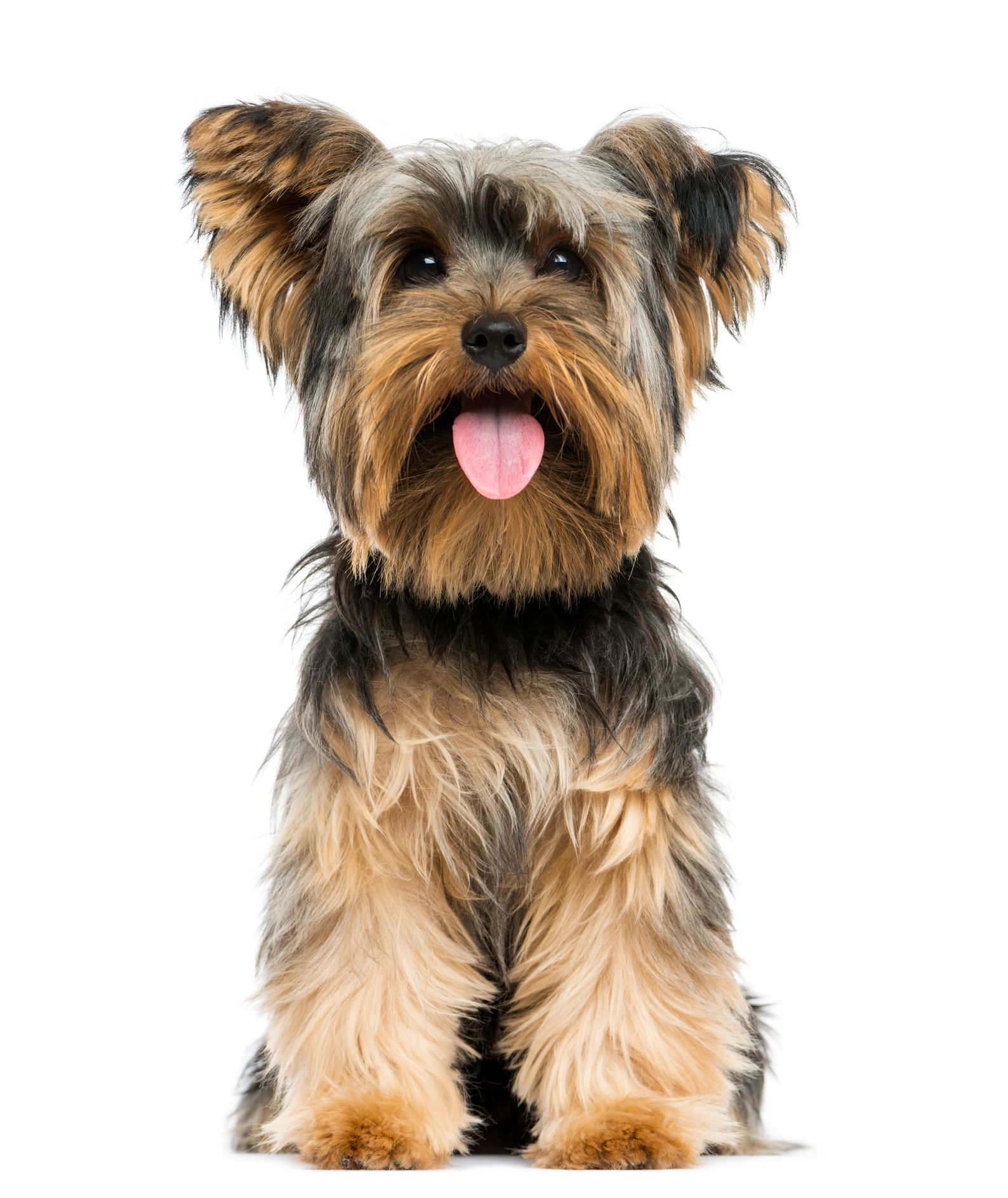 Best Dog Food For Small Dogs