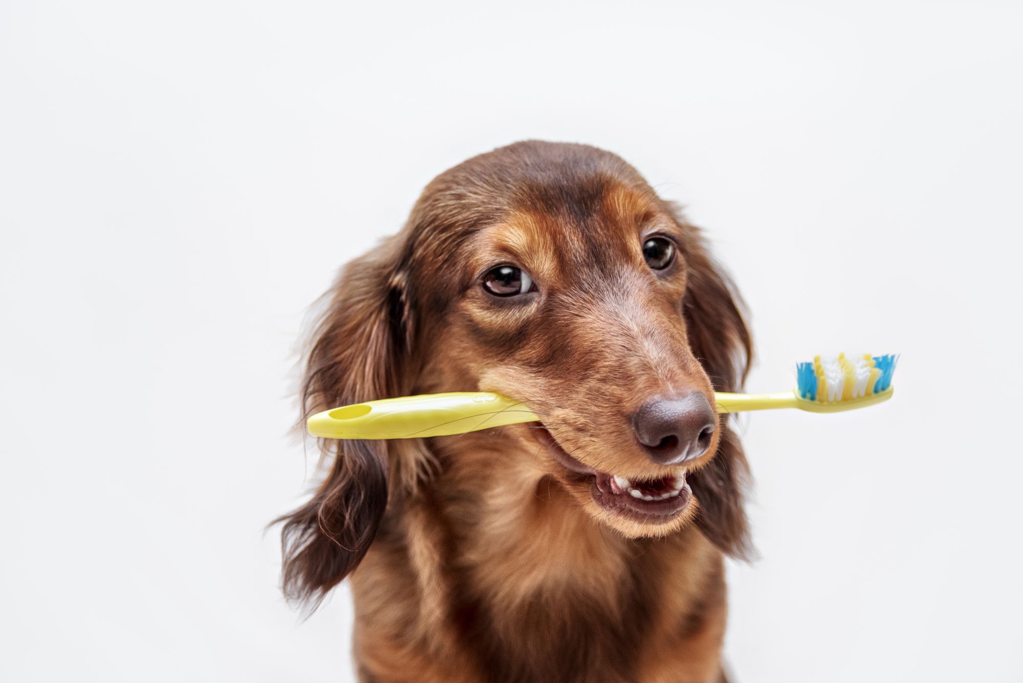 Best Dog Toothbrushes