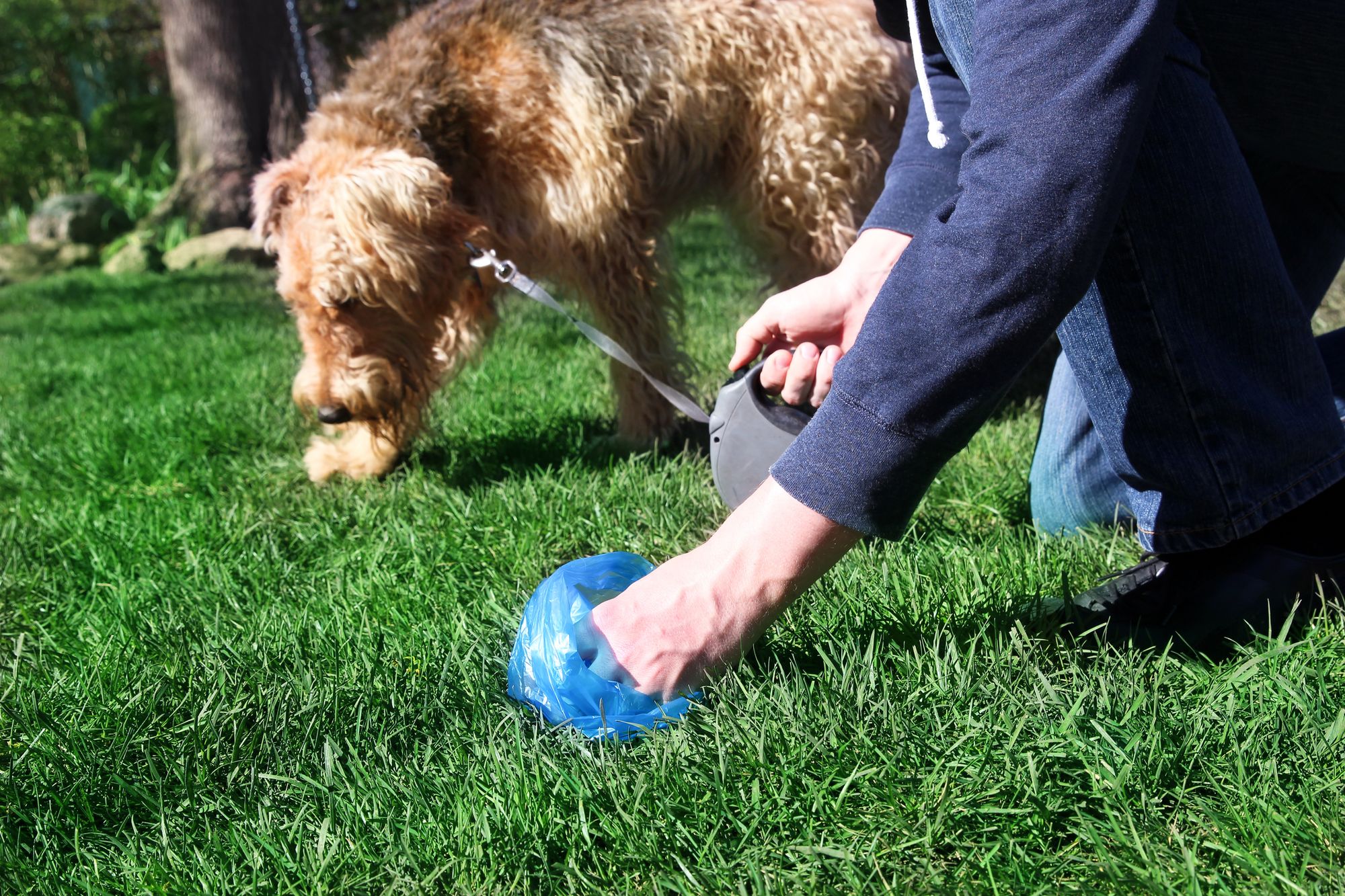 Best Dog Poop Bags