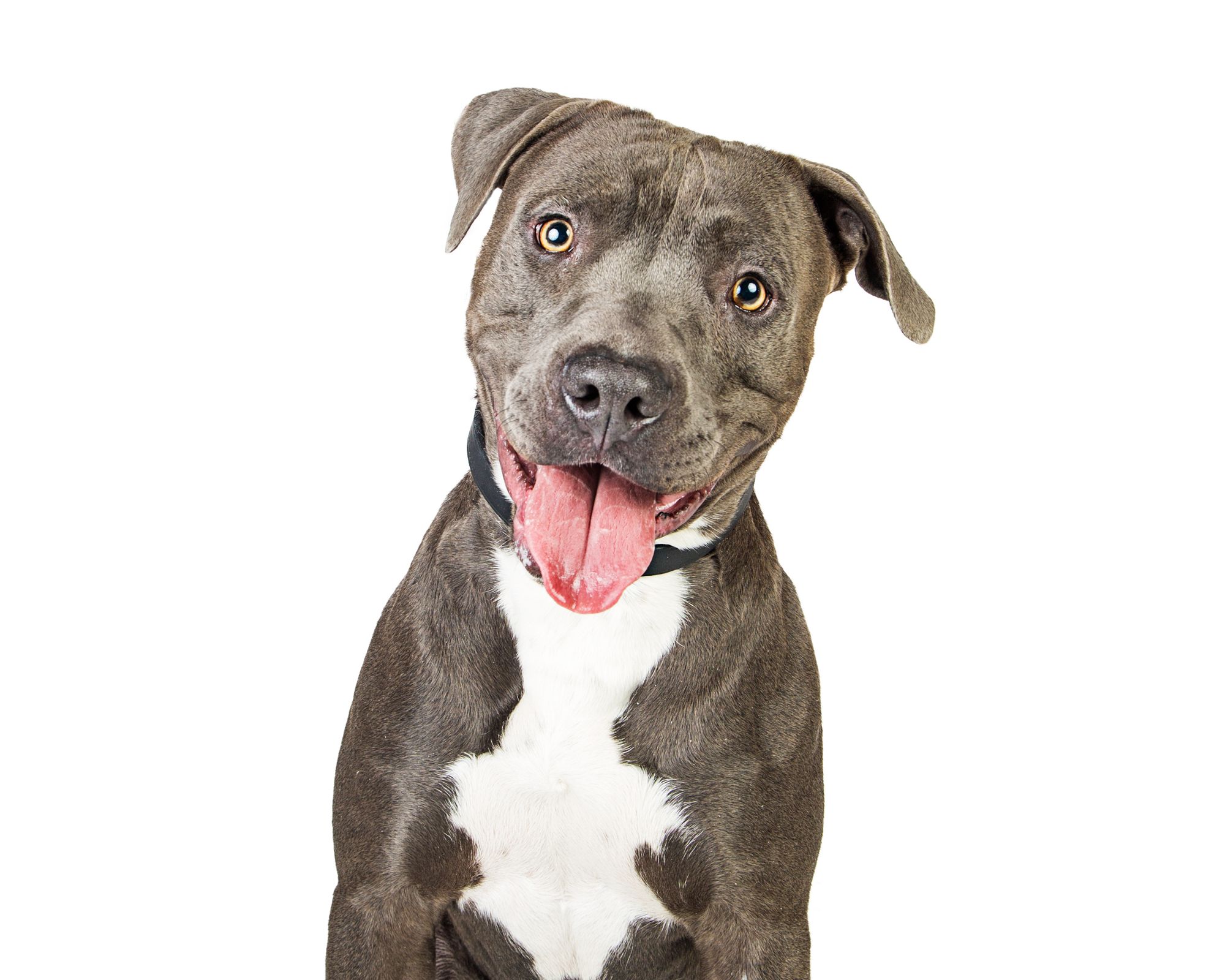 Best Dog Food For Pit Bulls