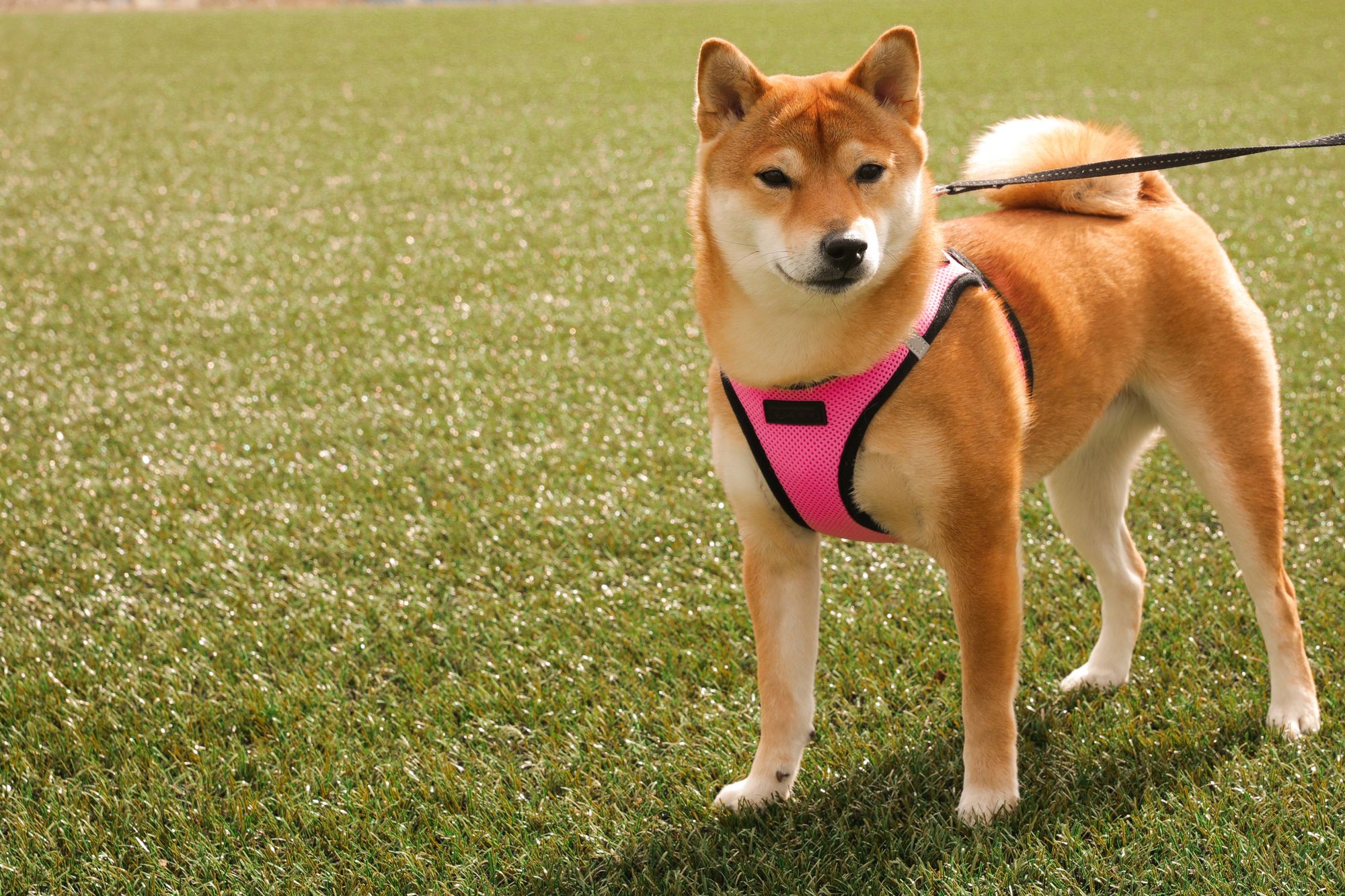 Best Harnesses For Small Dogs