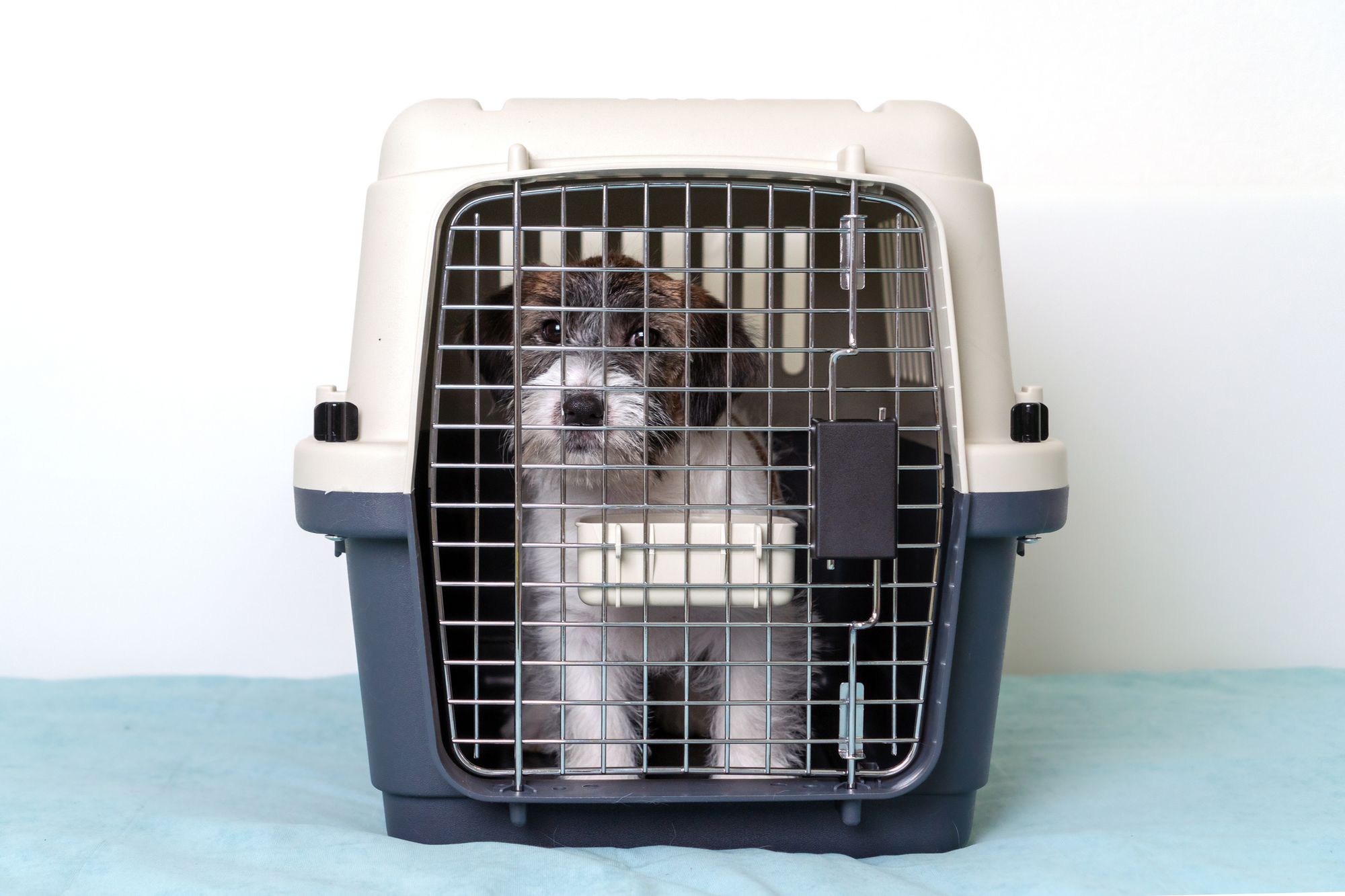 Best Dog Travel Crate