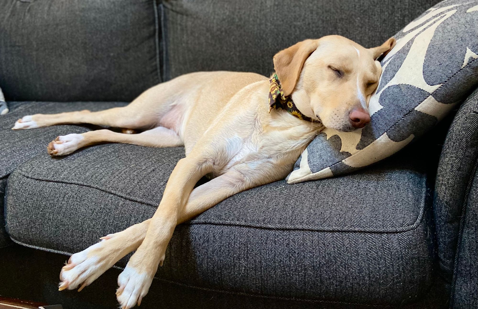 Best Couch Covers For Dogs