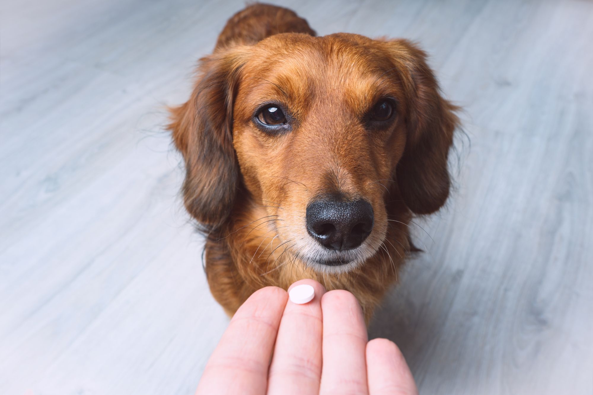 Best Joint Supplements For Dogs