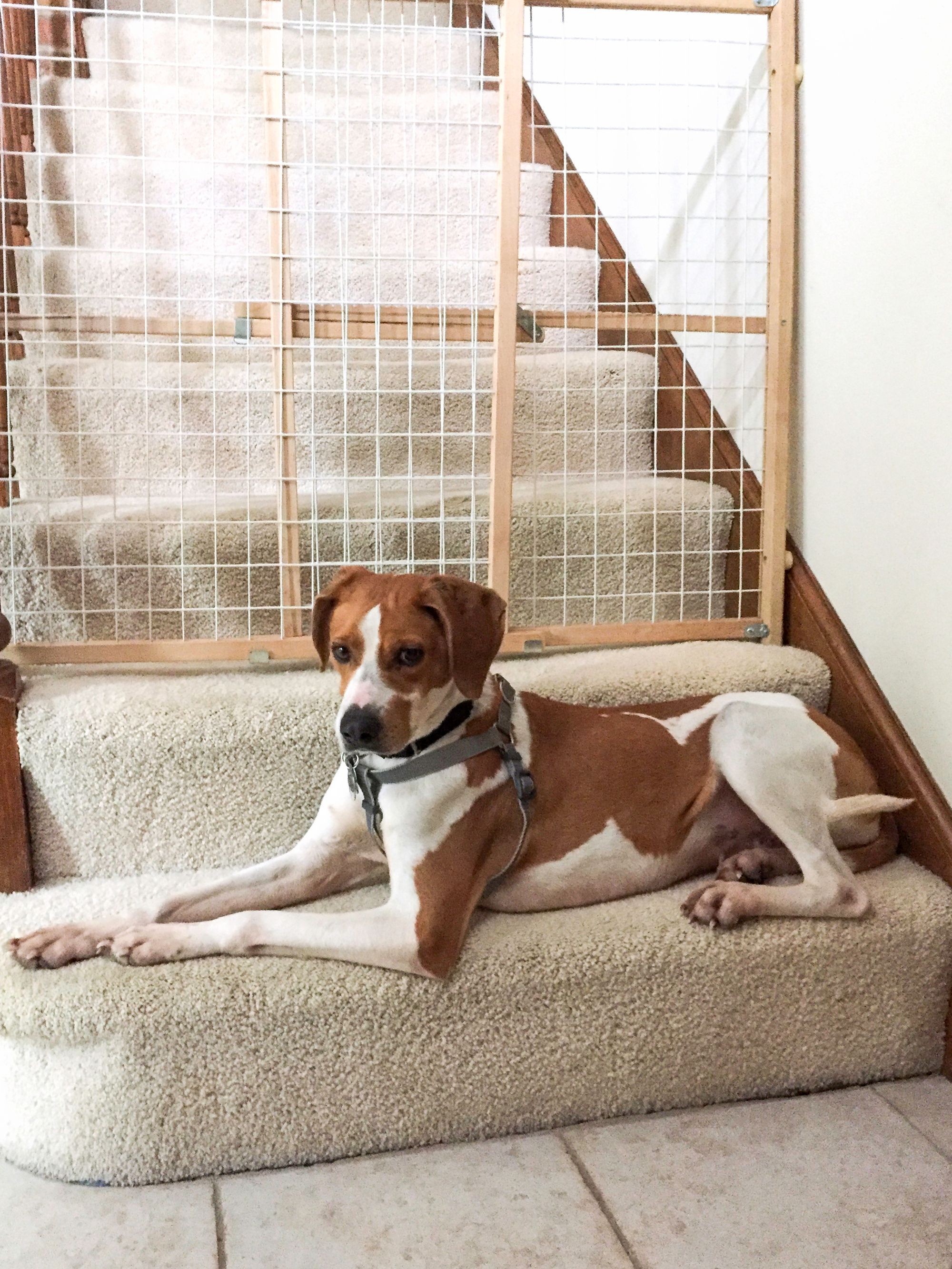 Best Dog Gate For Stairs