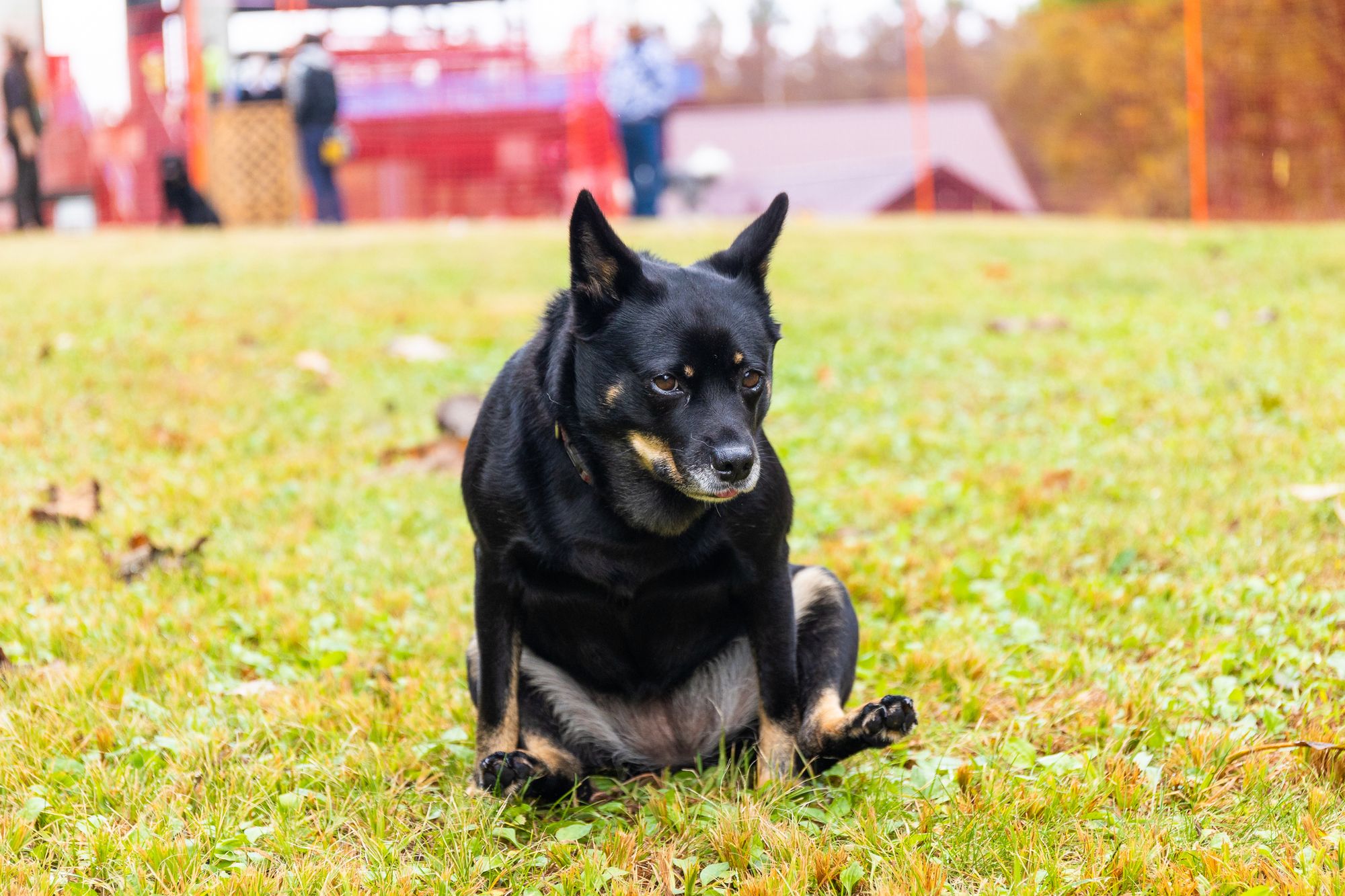 Best Anal Gland For Dogs