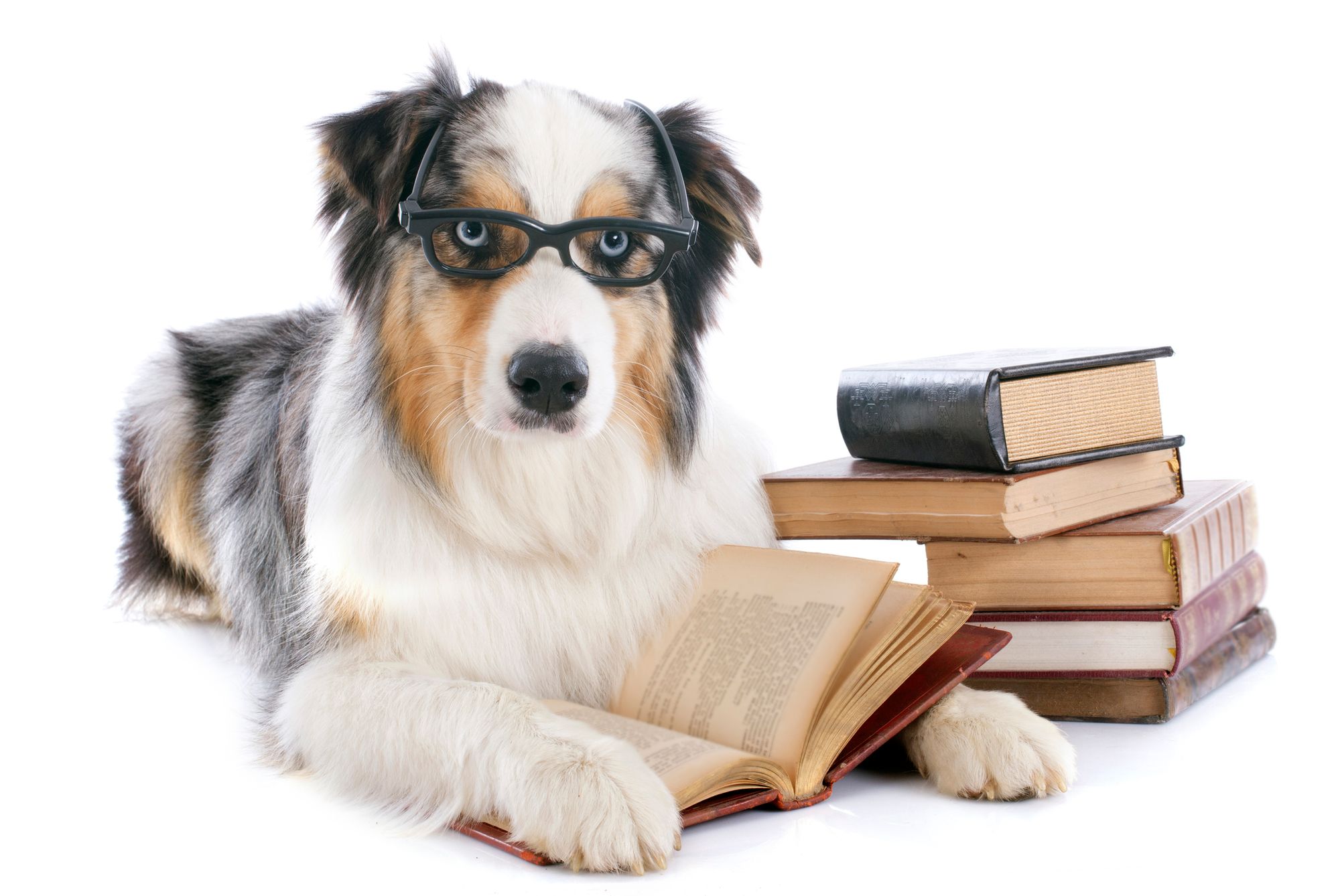 Best Dog Training Books