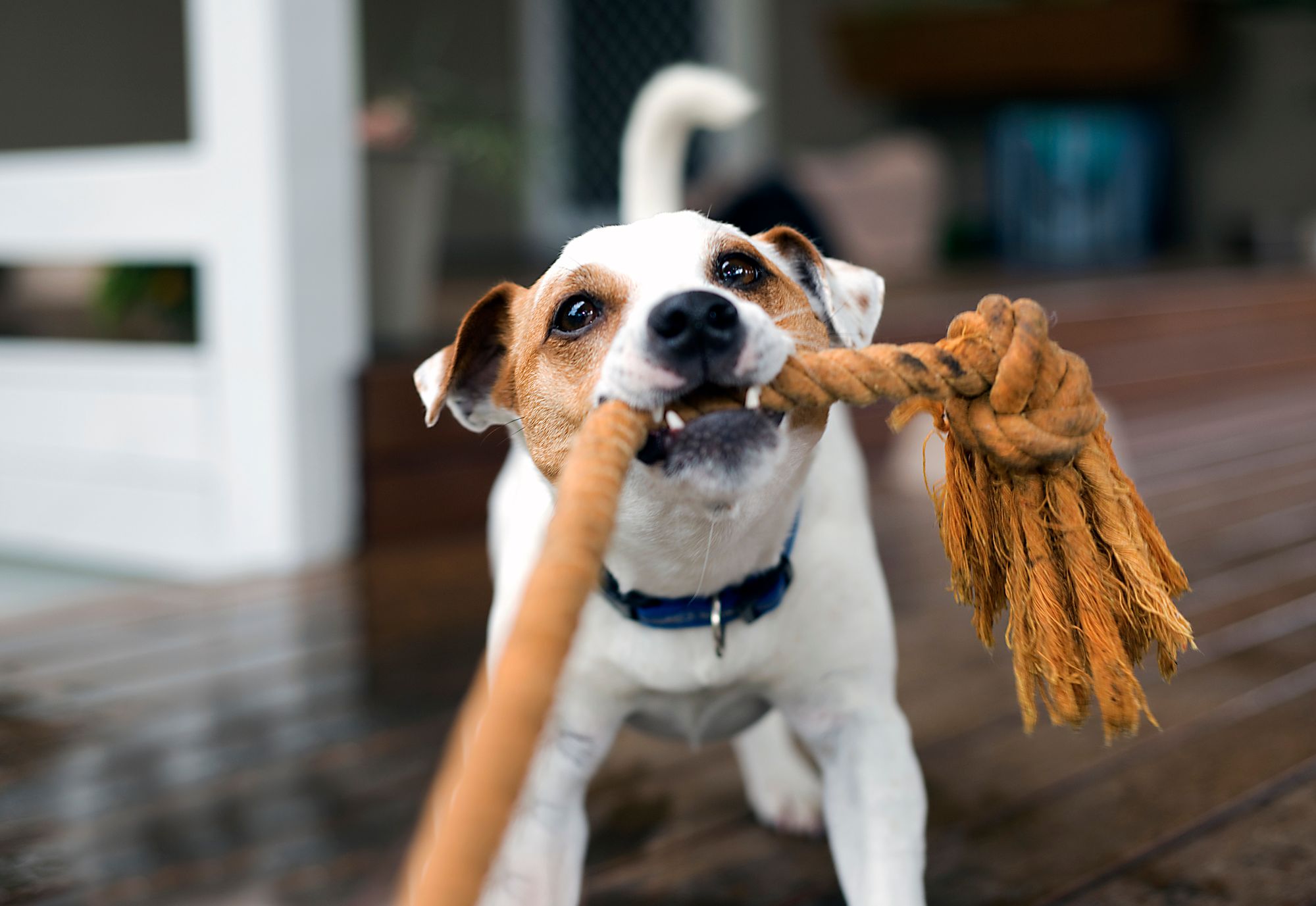 Best Dog Rope Toy