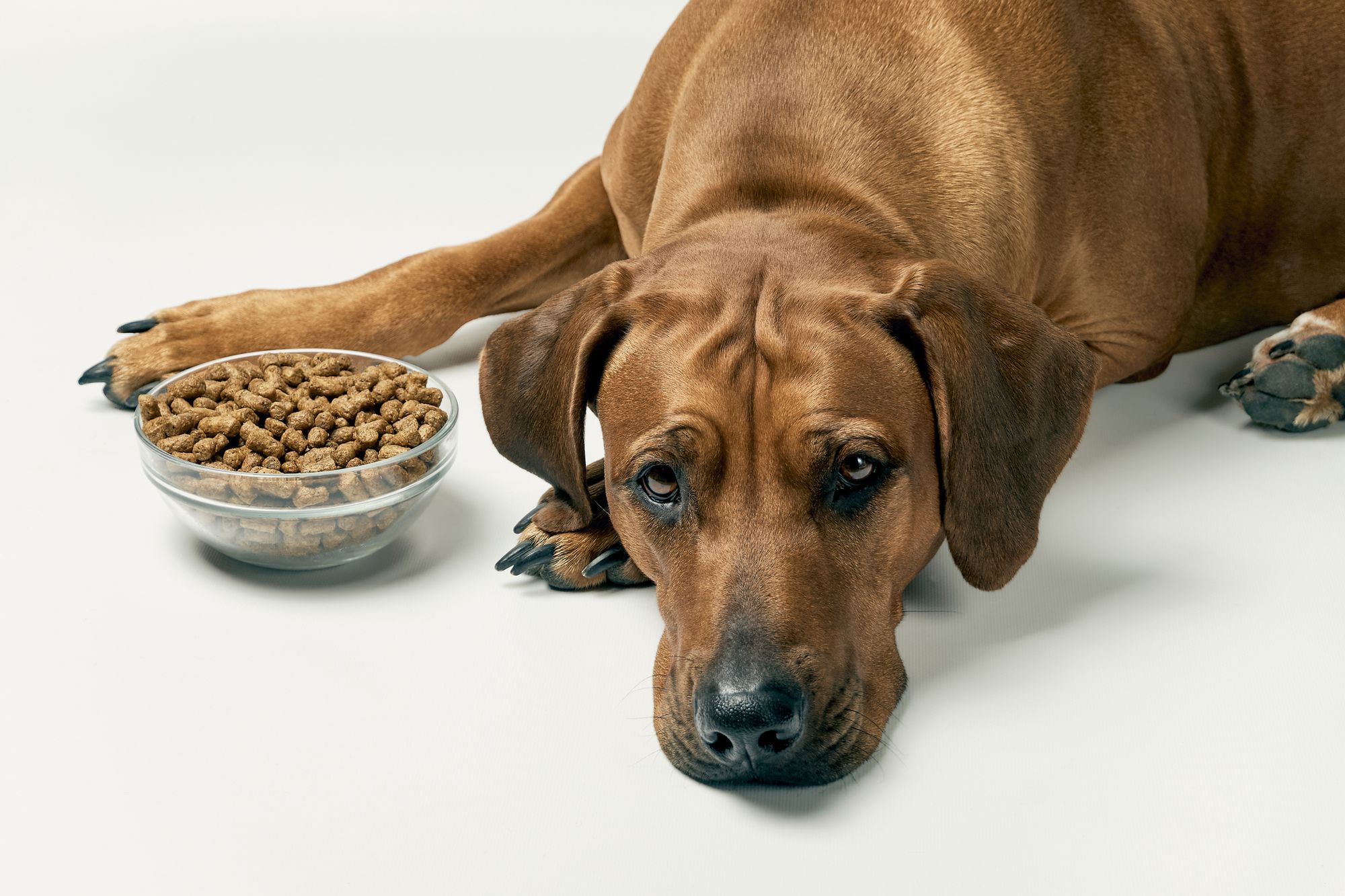 Best dog food for senior dogs with pancreatitis shop
