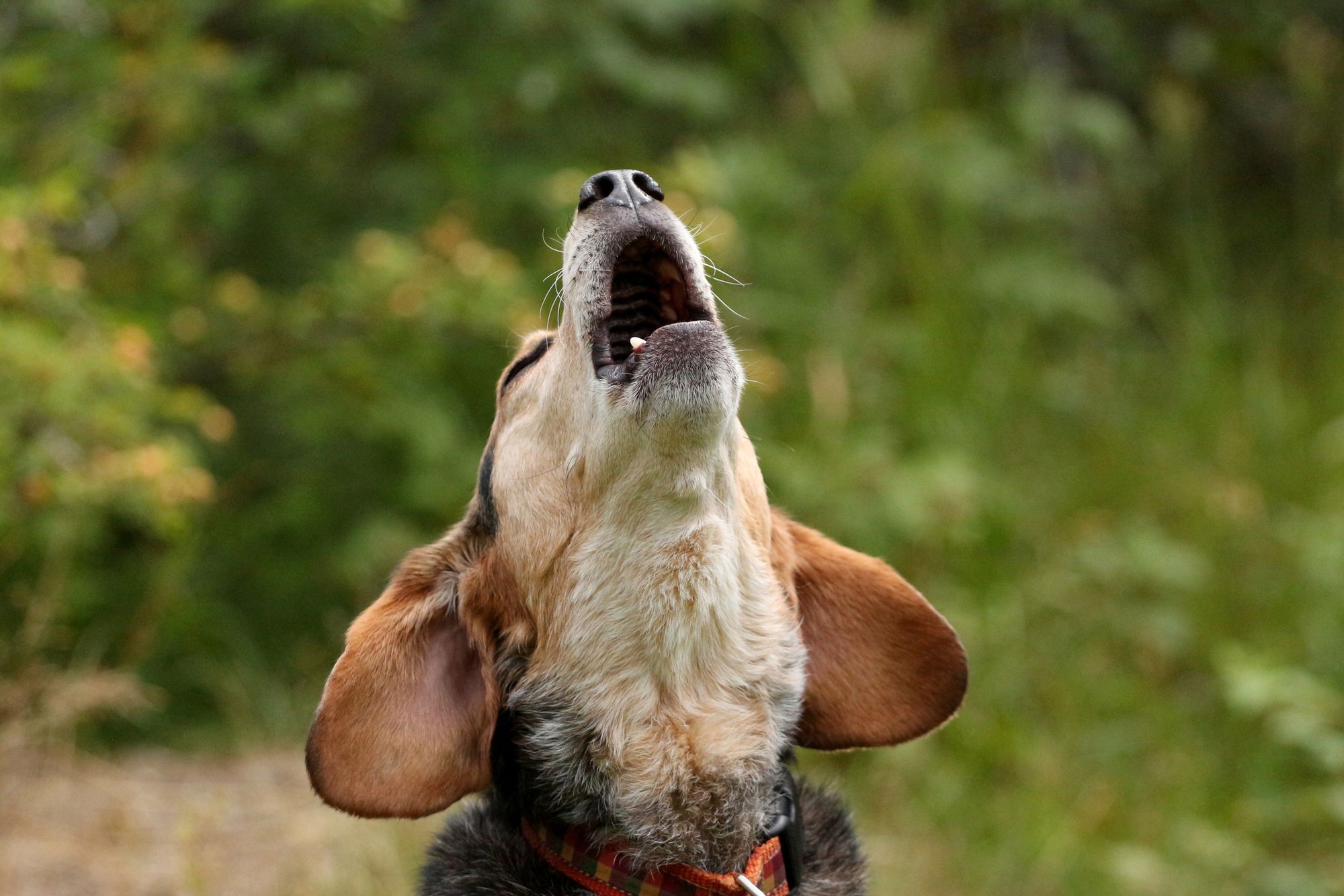 Best Anti Dog Barking Device