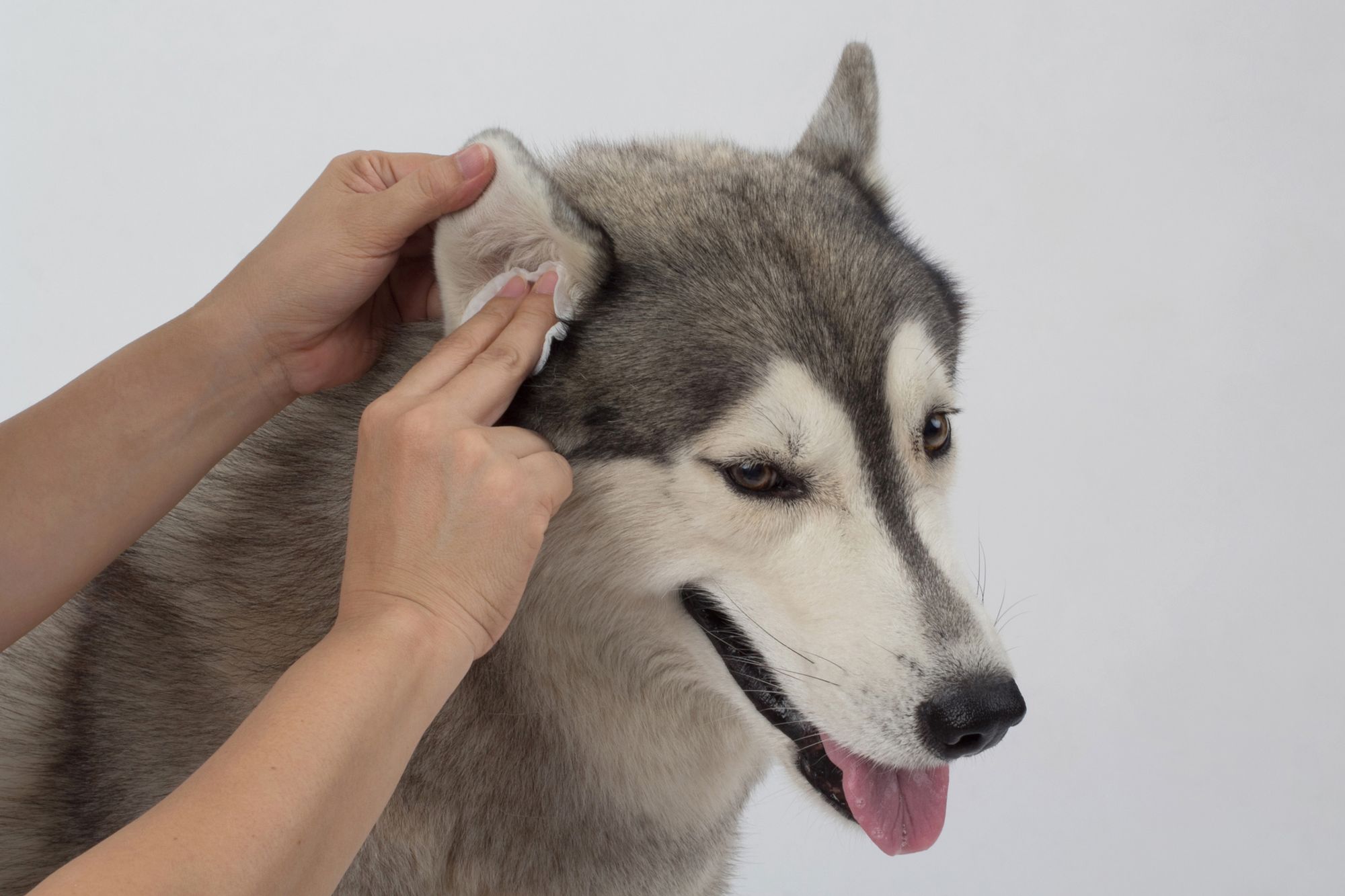 The Best Dog Ear Cleaners For 2023