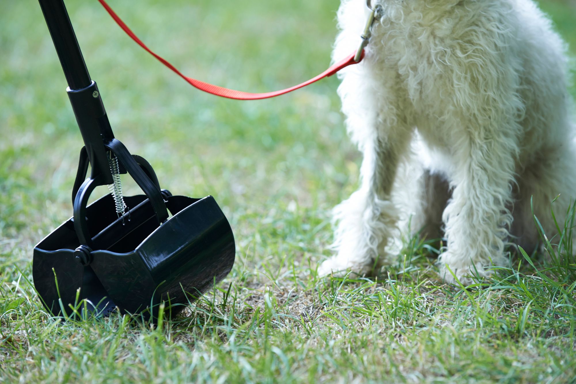 Best Dog Pooper Scooper