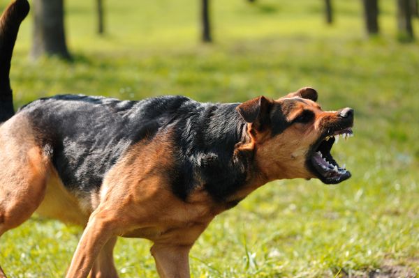 The 3 Best Bark Collars
