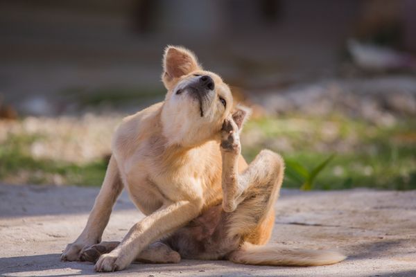 The 4 Best Flea Collars For Dogs That Actually Work