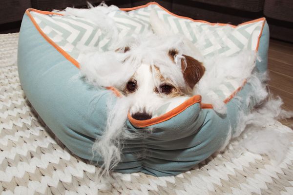 The 3 Best Chew-Proof Dog Beds for Your Pooch