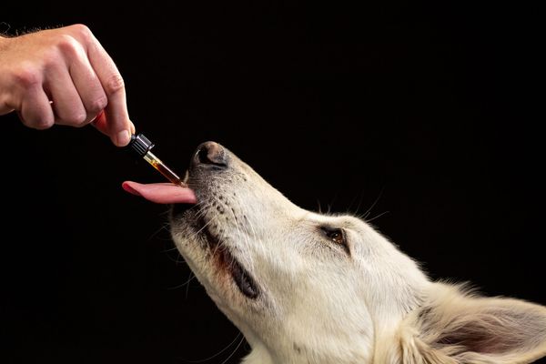 The 5 Best CBD For Dog Anxiety: What You Need To Know