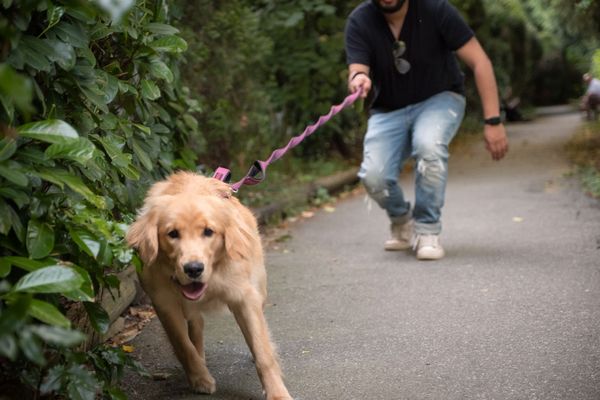 Discover The 4 Best Dog Collars For Pullers