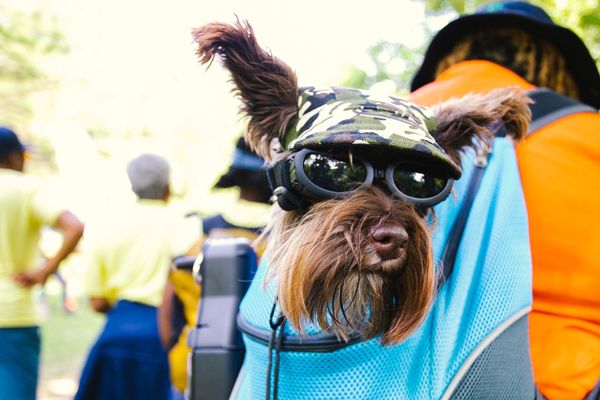 The 5 Best Dog Backpacks and Dog Carriers