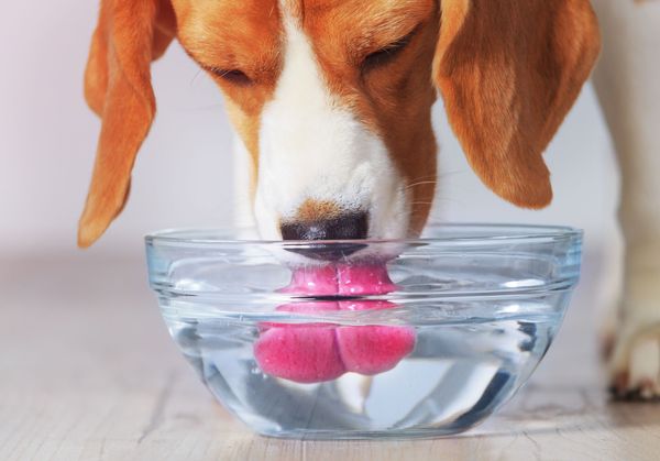 The 5 Best Dog Water Bowls For 2023