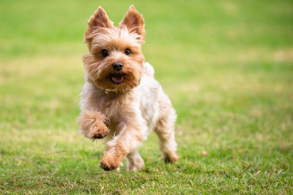 The 5 Best Dog Food Choices For Yorkies