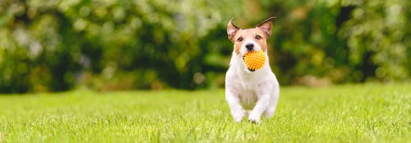 The 5 Best Wireless Dog Fences