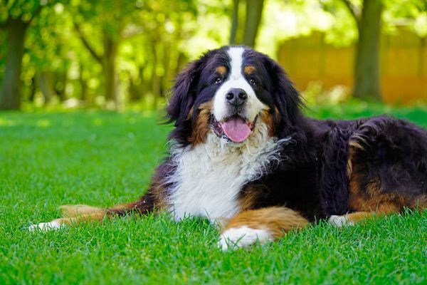 The 5 Best Dog Food For Large Dogs