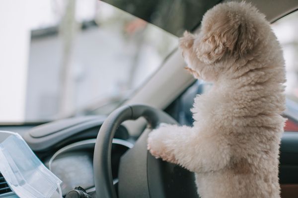 The Best Dog Car Seat Products For Safe and Comfy Travels
