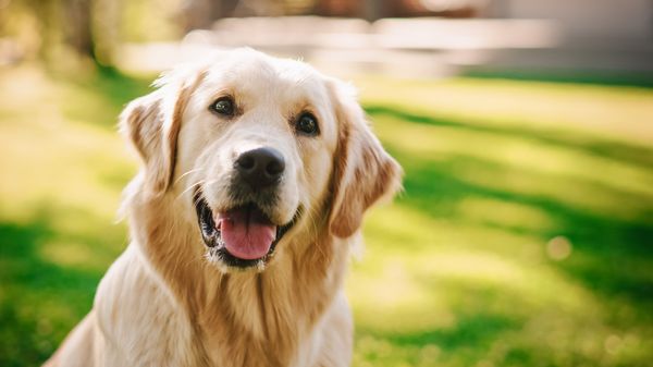 The Best Dog Food For Golden Retrievers
