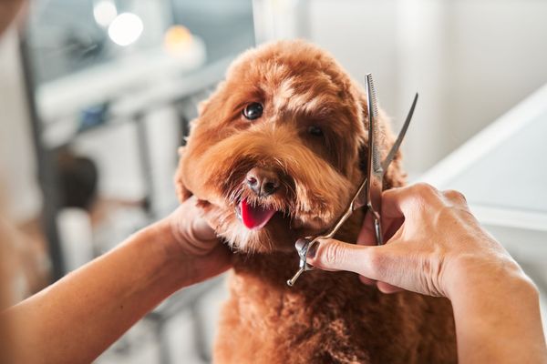 The 5 Best Dog Grooming Clippers In 2023