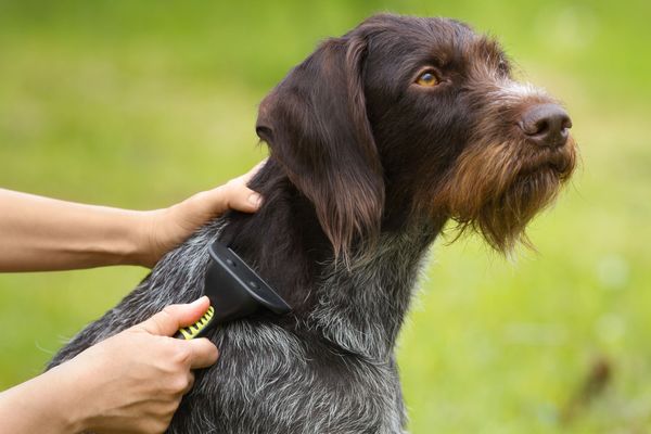 The Best Dog Brushes For Shedding