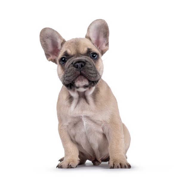 The 5 Best Dog Food For French Bulldogs