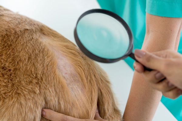 Best Food For Dogs With Skin Allergies