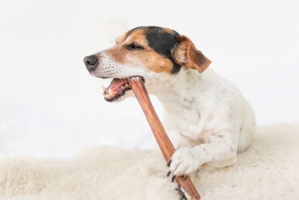 Top 5 Best Bully Sticks For Dogs