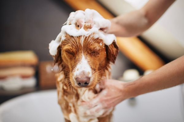 Keep Your Pup Healthy With The Best Flea Shampoo For Dogs