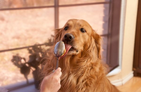 The 5 Best Peanut Butter For Dogs
