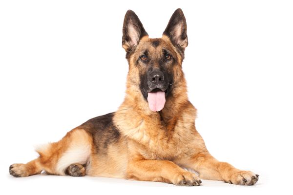 The Best Dog Food For German Shepherds