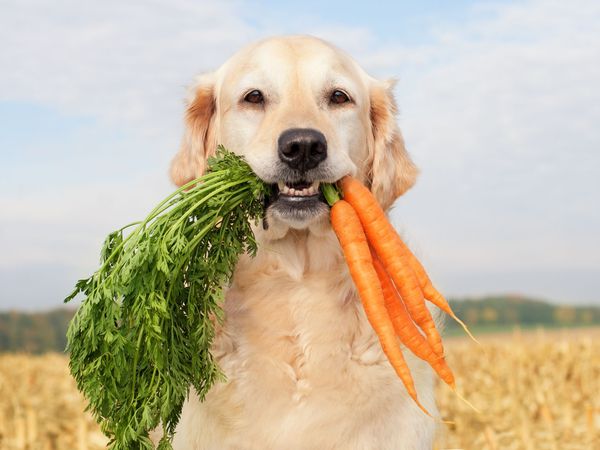 The Best Dog Food For Diabetes