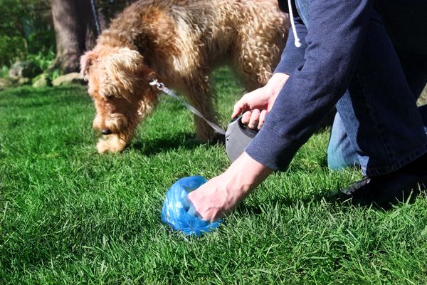 The 5 Best Dog Poop Bags - Easy Buying Guide